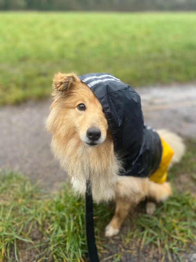 Rainy Solo Dog Walk, Southcott, Leighton Buzzard Rainy Solo Dog Walk, Southcott, Leighton Buzzard