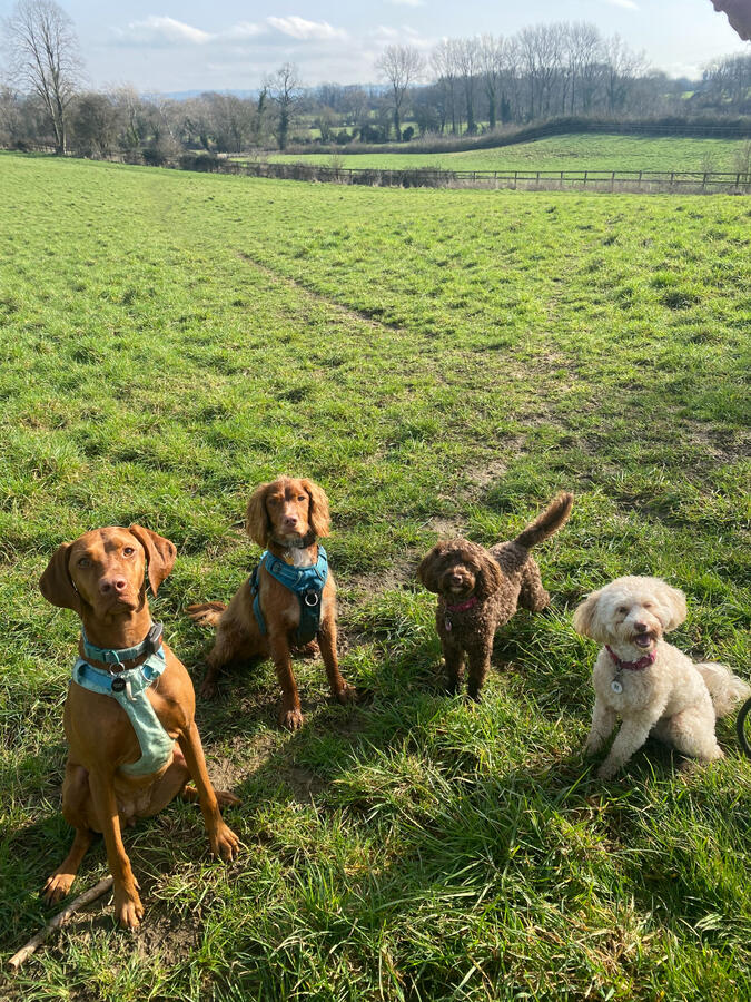 Group Walk Group Dog Walk in Southcott, Leighton Buzzard
